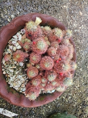 Mammillaria prolifera