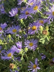 Lepidophora lepidocera