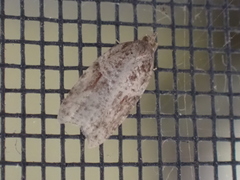 Acleris