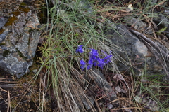 Delphinium nuttallianum