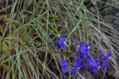 Delphinium nuttallianum
