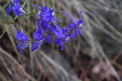 Delphinium nuttallianum