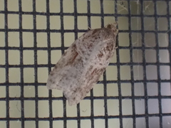 Acleris