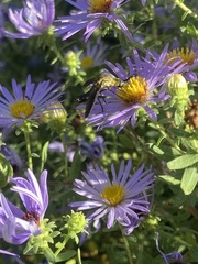 Lepidophora lepidocera