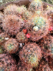 Mammillaria prolifera