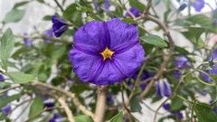 Lycianthes rantonnetii