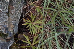 Delphinium nuttallianum