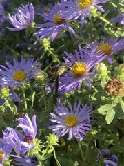 Lepidophora lepidocera