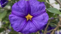Lycianthes rantonnetii