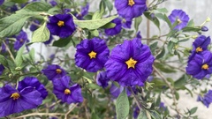 Lycianthes rantonnetii