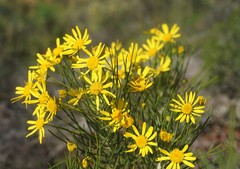 Euryops tenuissimus