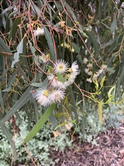 Eucalyptus viminalis