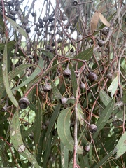 Eucalyptus viminalis