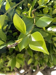 Ficus benjamina