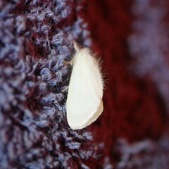 Euproctis melanosoma