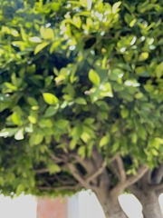 Ficus benjamina