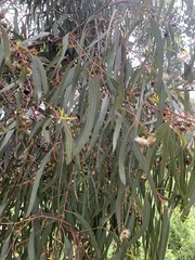 Eucalyptus viminalis