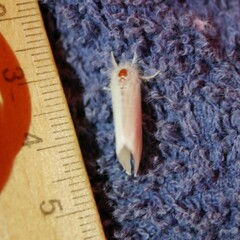 Euproctis melanosoma