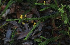Acacia torringtonensis