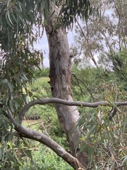 Eucalyptus viminalis