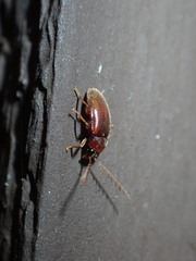 Ptilodactyla