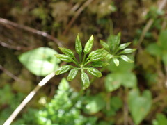 Coptis aspleniifolia