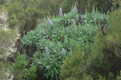Echium acanthocarpum