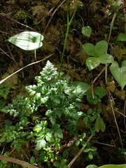 Coptis aspleniifolia