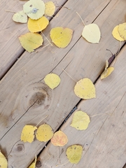 Populus grandidentata