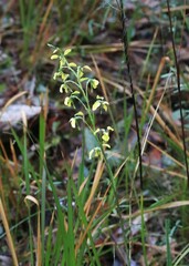 Diuris abbreviata