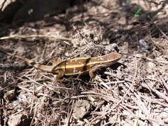 Liolaemus cyanogaster