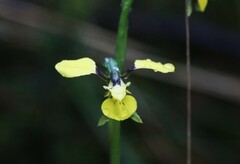 Diuris abbreviata