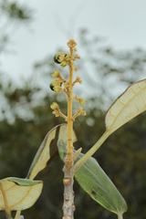 Gmelina neocaledonica