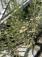 Chloracantha spinosa