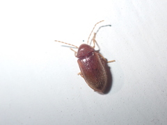 Ptilodactyla