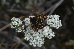 Euphydryas