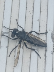 Brachyrhopalinae