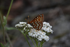 Euphydryas
