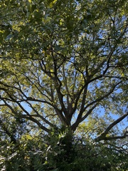Carya illinoinensis