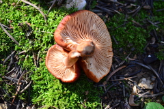 Lactarius sphagneti
