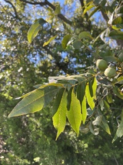 Carya illinoinensis