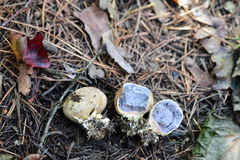 Scleroderma verrucosum