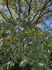 Carya illinoinensis