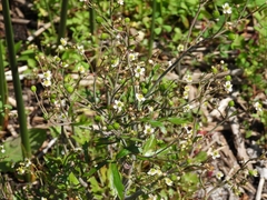 Ranunculus apiifolius