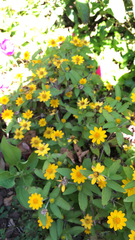 Melampodium divaricatum