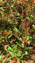 Magnoliopsida
