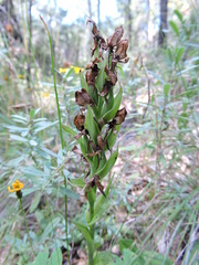 Habenaria clypeata