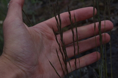 Festuca rubra