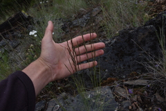 Festuca rubra