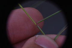 Festuca rubra